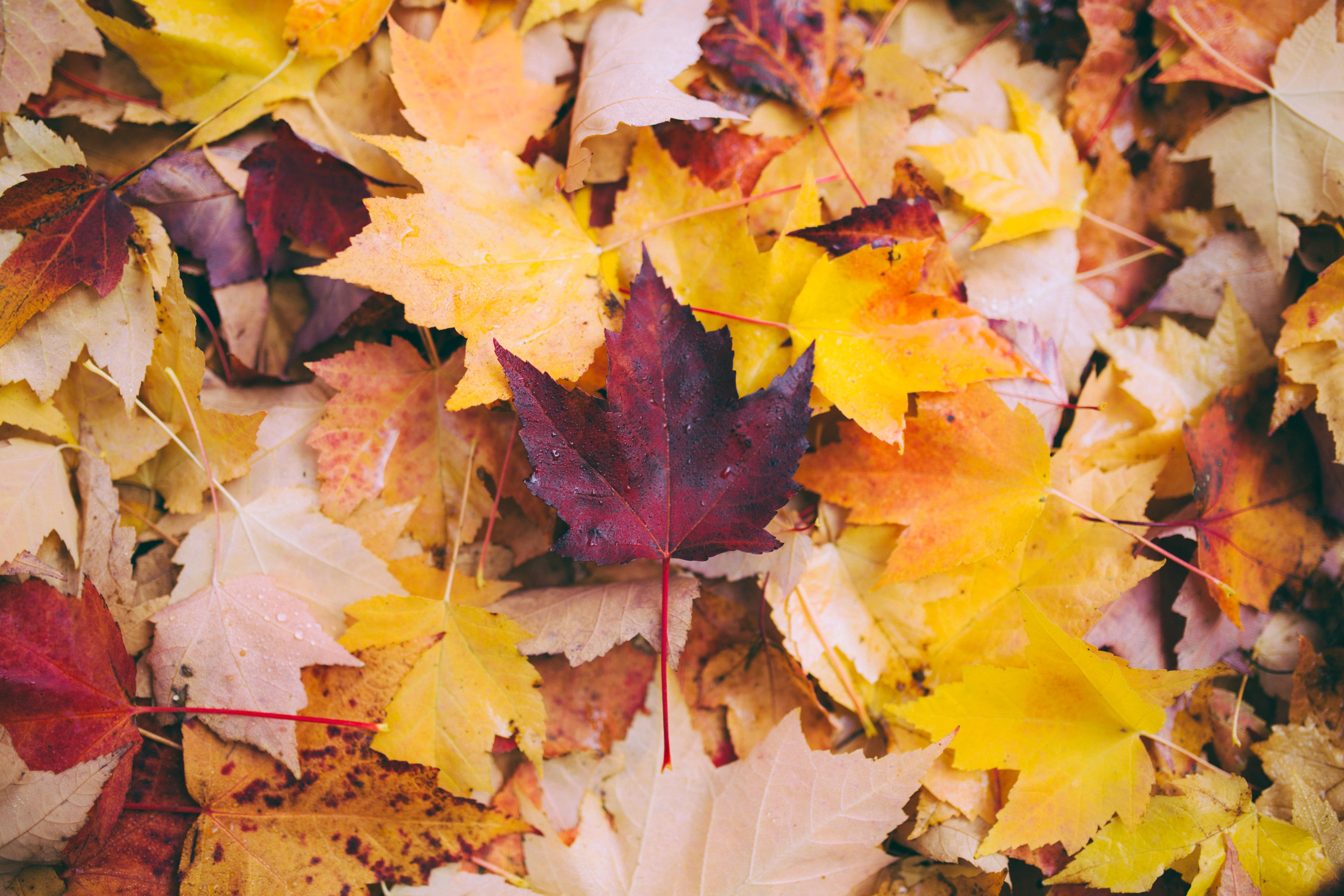 Apprendre le vocabulaire anglais de l'automne : le guide ultime